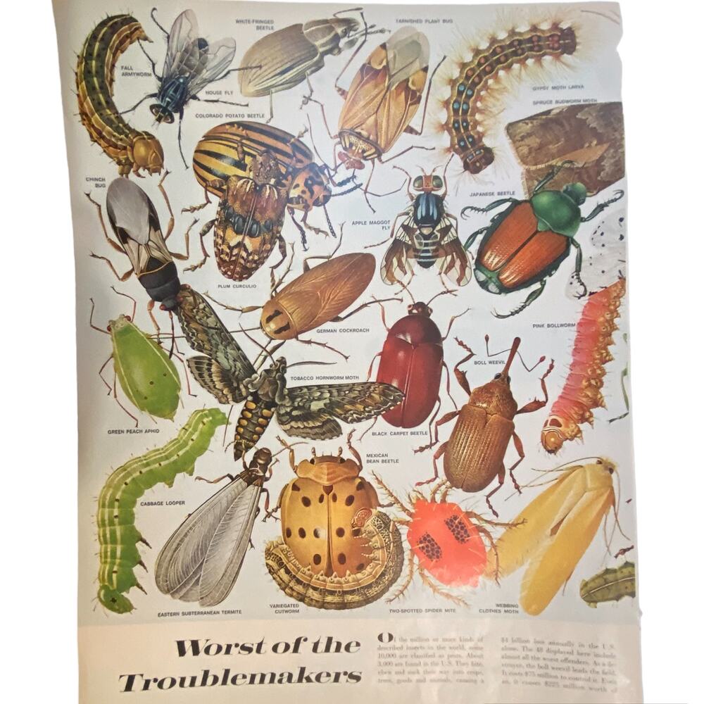 Vtg Insect Pests Print Life Magazine May 11 1962 Frame Ready Color